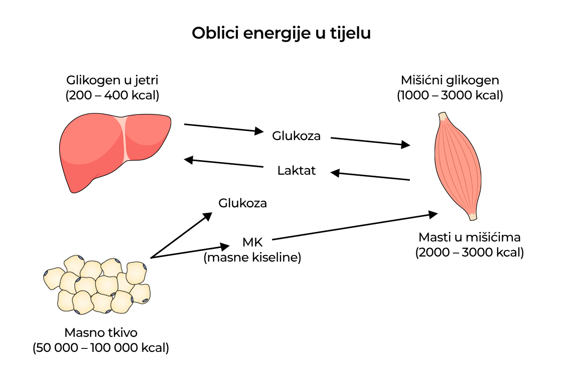 Oblici energije u jetri